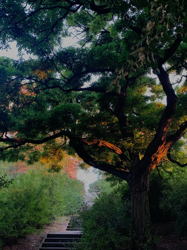 Poznań park monument and trees at golden hour