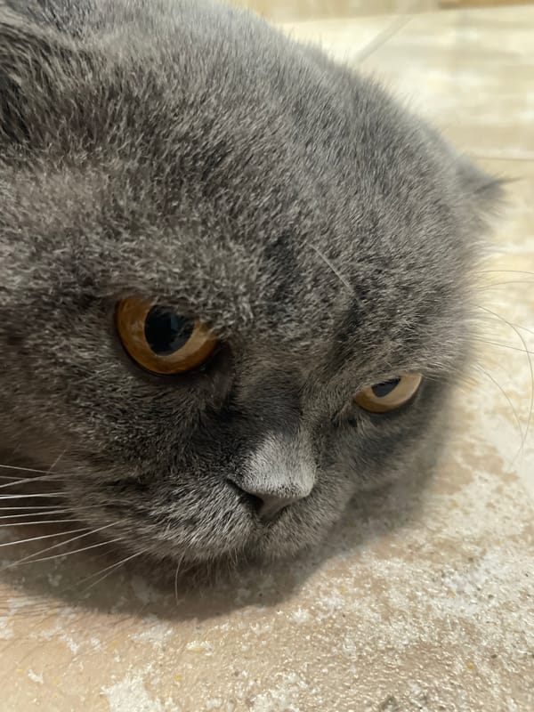 Indoor cat moments and outdoor pigeon scenes