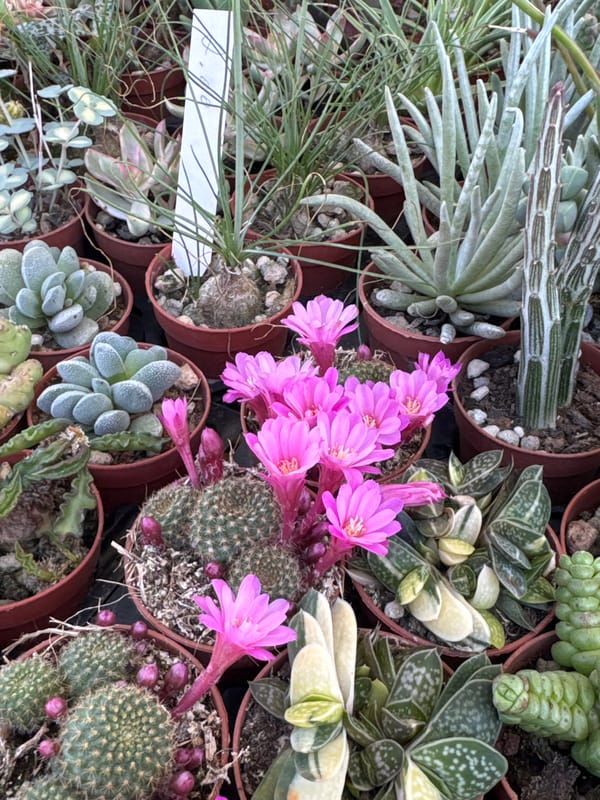 Succulent and cactus plant display observed in Aprilia, Italy
