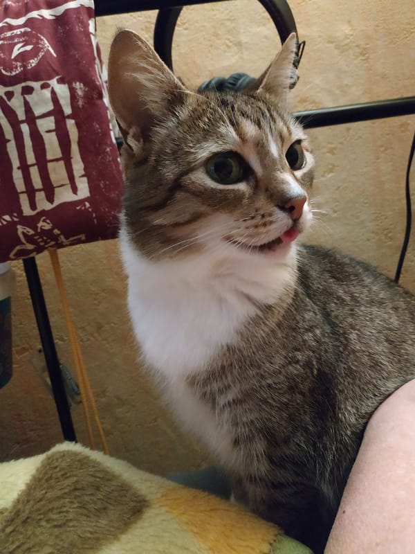 Tabby cat photographed with tongue out in Dortmund home