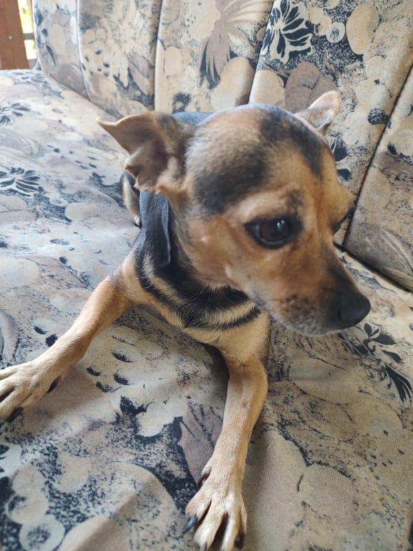 Afternoon at a rural Bulgarian property with a small dog