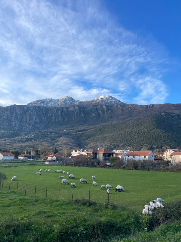 Sheep flock grazes in field in Kuti, Montenegro