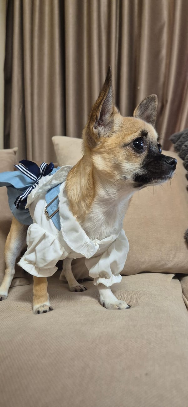 Small dogs spotted wearing decorative dresses and bonnets indoors