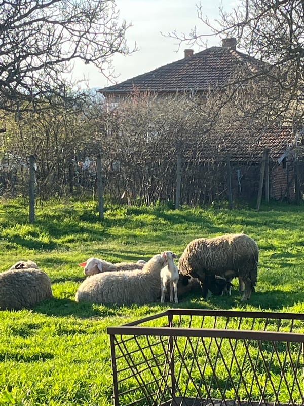 Rural life documented across Lozarevo, Bulgaria countryside and infrastructure