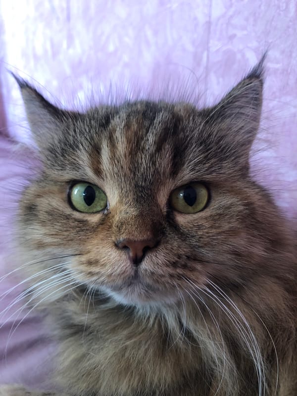 Close-up portraits of fluffy tabby and tortoiseshell cats indoors