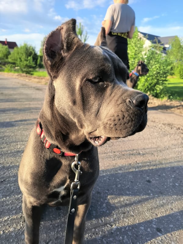 Dog on a leash, open field, sun breaking through clouds