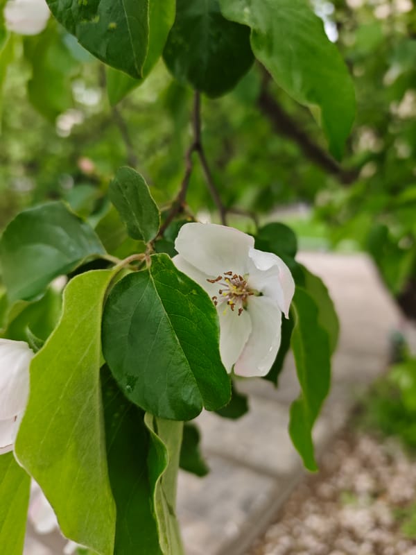 Spring quince blossoms documented in close-up shots, Pyatigorsk Russia