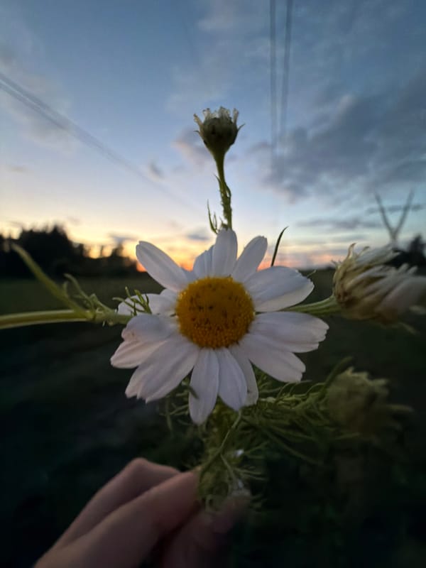 Golden hour wandering near Chelyabinsk — flowers, mud, pylons, and moonrise