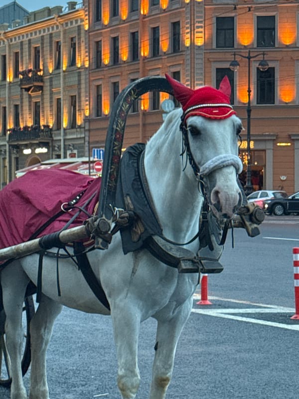 Horse carriages near Saint Isaac's Cathedral, Saint Petersburg evening