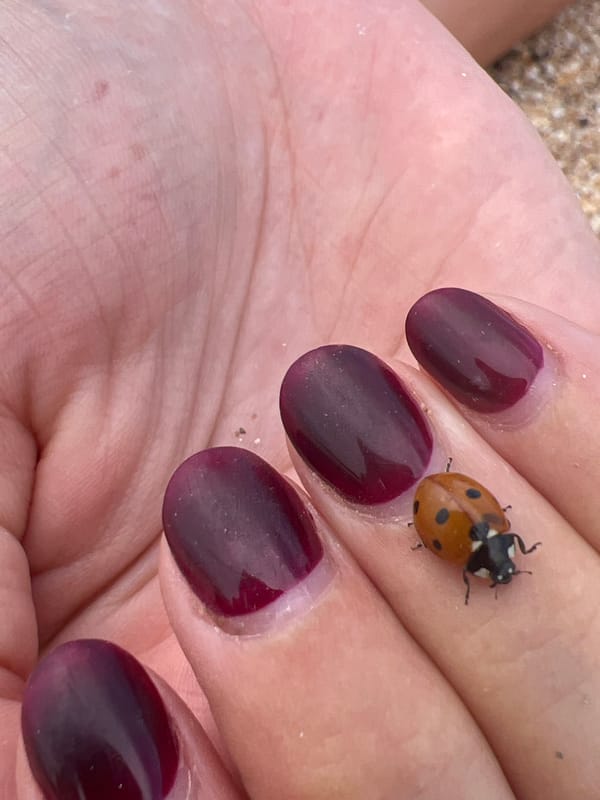 Lazy beach afternoon with ladybugs and shells in Shchelkino