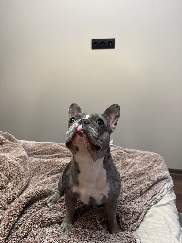 Pets documented in Ukrainian home during evening hours