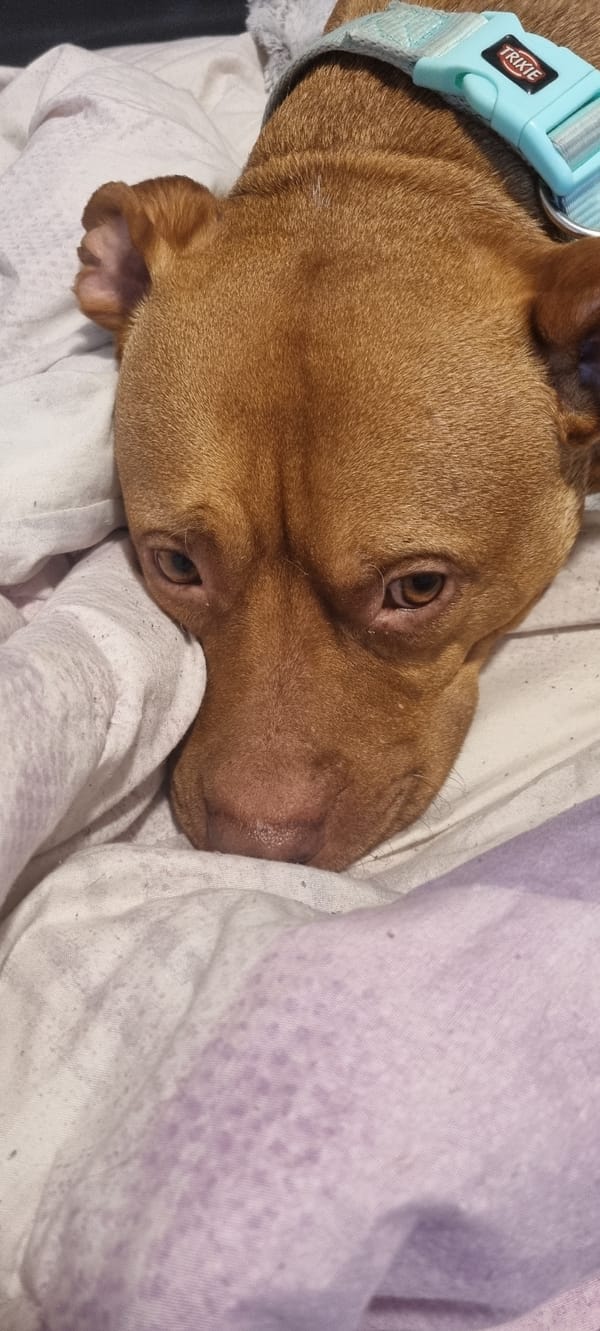 Dog rests indoors during evening meal time