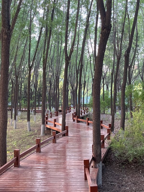 Morning scenes captured across Changchun City parks and walkways