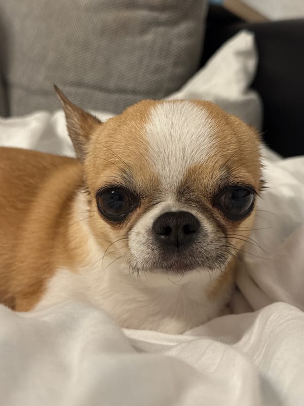 Chihuahua rests peacefully on white bedding in Berlin