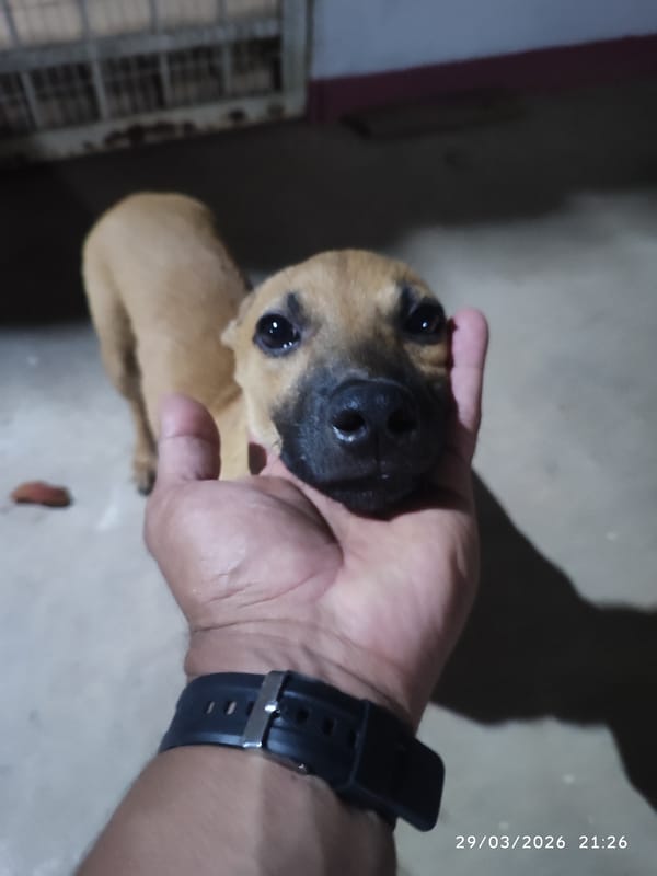 Quiet nighttime moments with pets in Tinaquillo, Venezuela