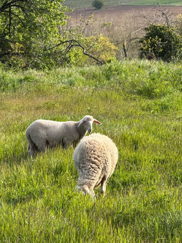 Quiet pastoral moments documented in Bulgarian countryside near Kitka
