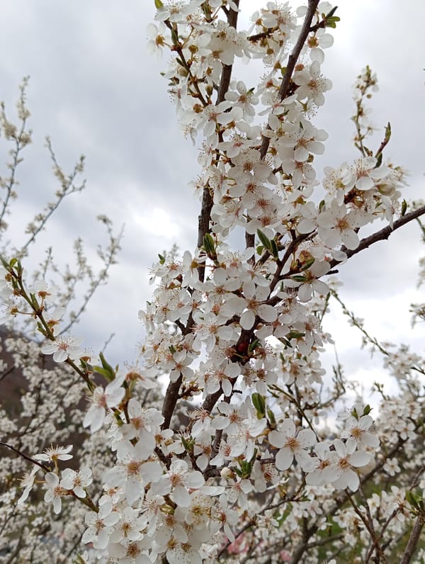 Spring blooms documented on flowering trees in Breza, Bulgaria