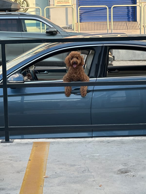 Poodle-type dog spotted leaning from car window in Fethiye