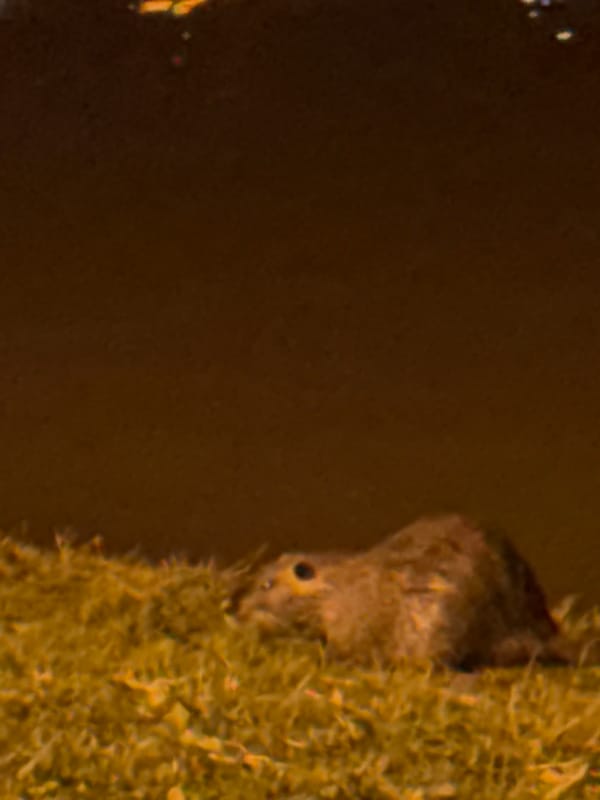 Evening wildlife and pedestrian activity observed in Stara Zagora