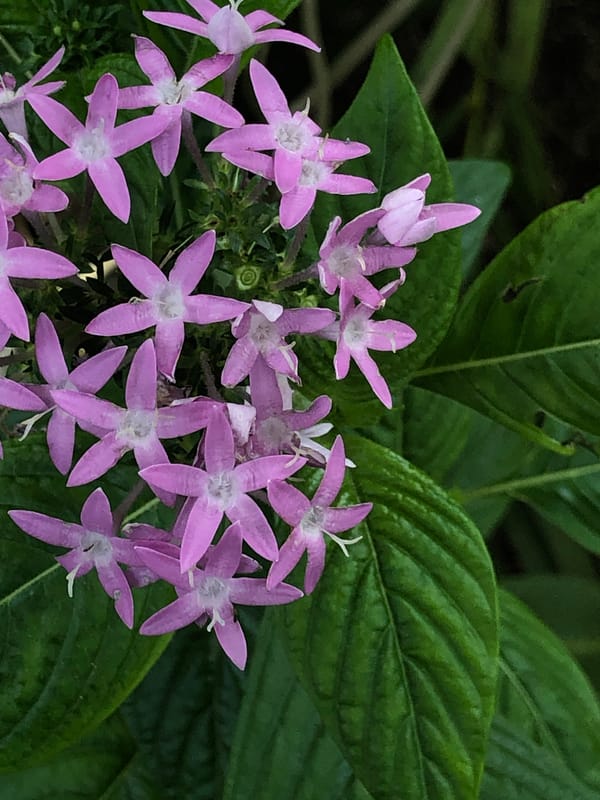 Vibrant star-shaped flowers photographed in Kabalana, Sri Lanka
