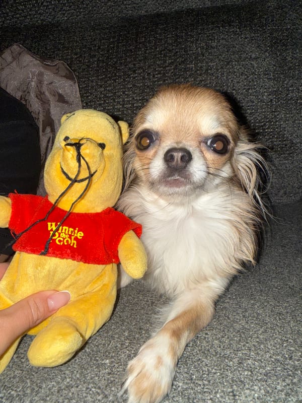 Chihuahua photographed in quiet evening moments across Sofia