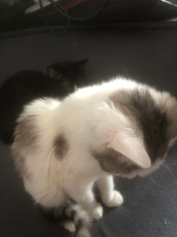 Domestic cats captured in casual moments with owner in Nyagan