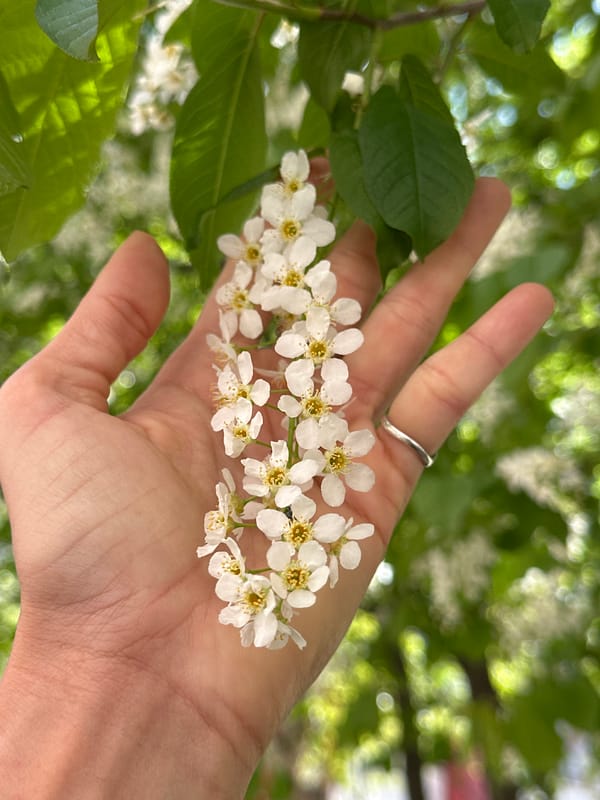 Spring blooms captured in early morning Irkutsk street scenes