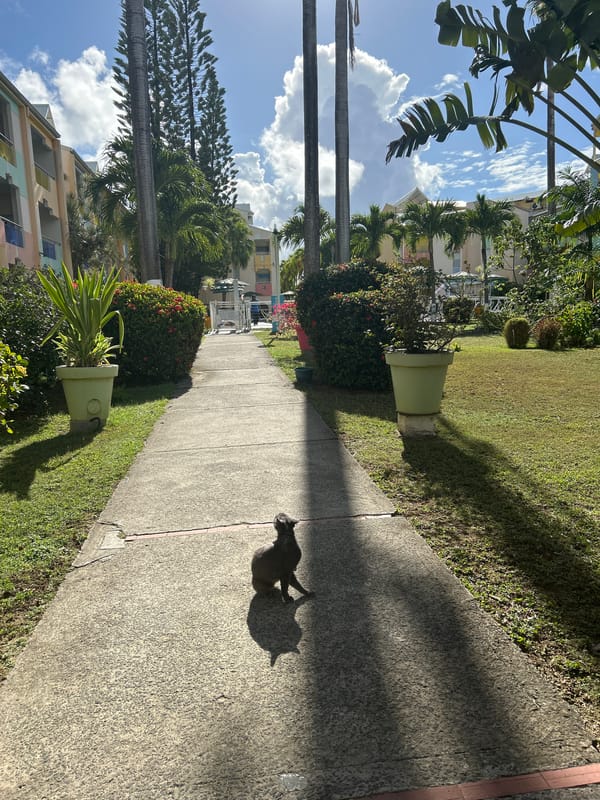 Everyday life and tropical scenery captured in Le Gosier