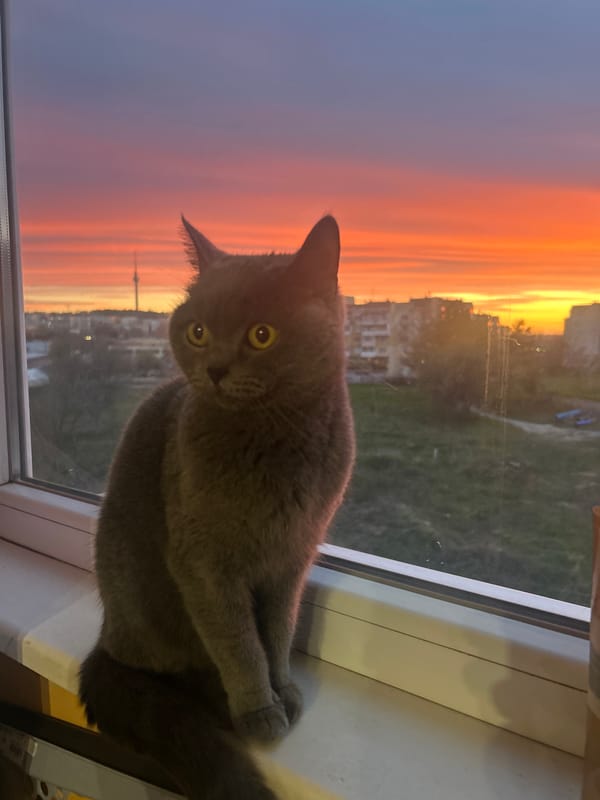 Cat watches sunset from Ruse apartment window