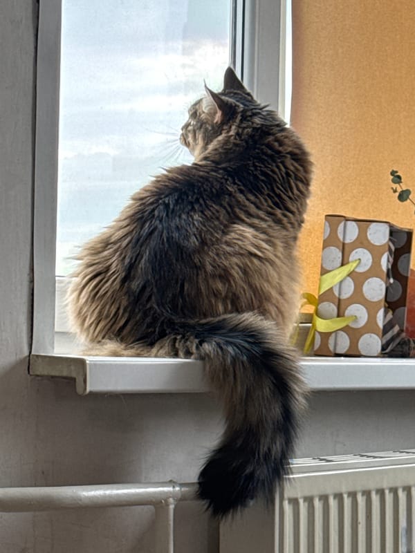 Cat spotted on window sill in Izhevsk