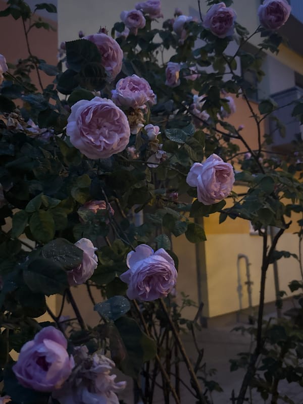 Olaine neighborhood at dusk: streets, roses, and lamplight