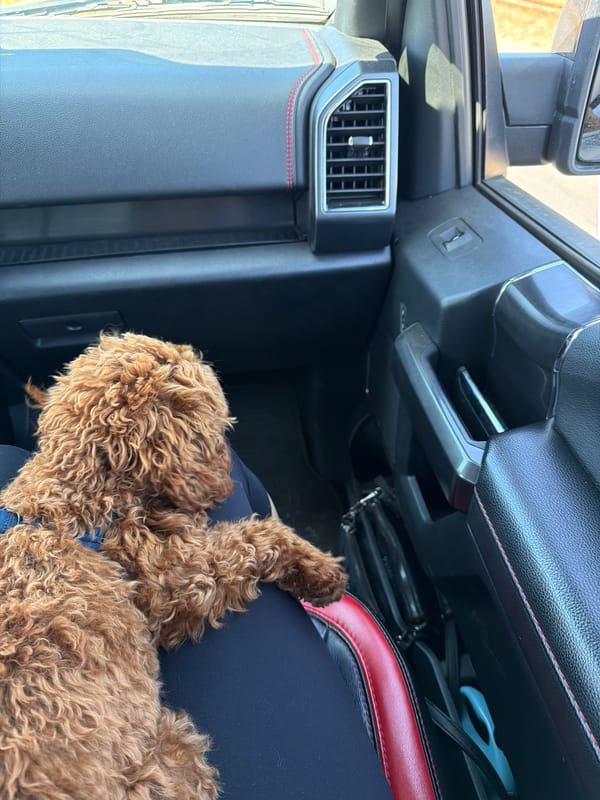 Curly brown dog riding shotgun in Sofia
