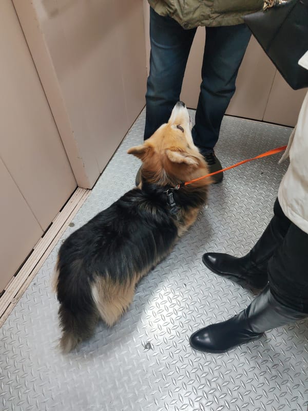 Resident documents daily life with dogs, vehicles across Saint Petersburg