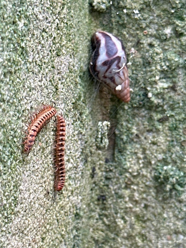 Morning wildlife and leisure moments captured in Ikot Ekpene