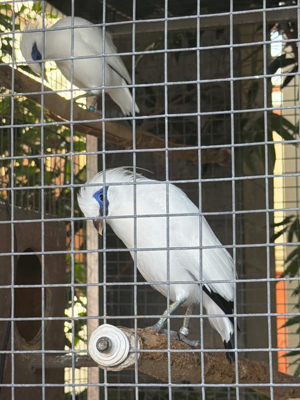 Resort wildlife viewing and grounds exploration in Kuta Selatan