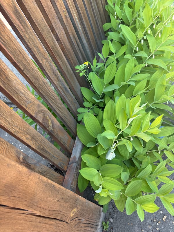 Morning garden documentation session captured in Зелёное, Russia