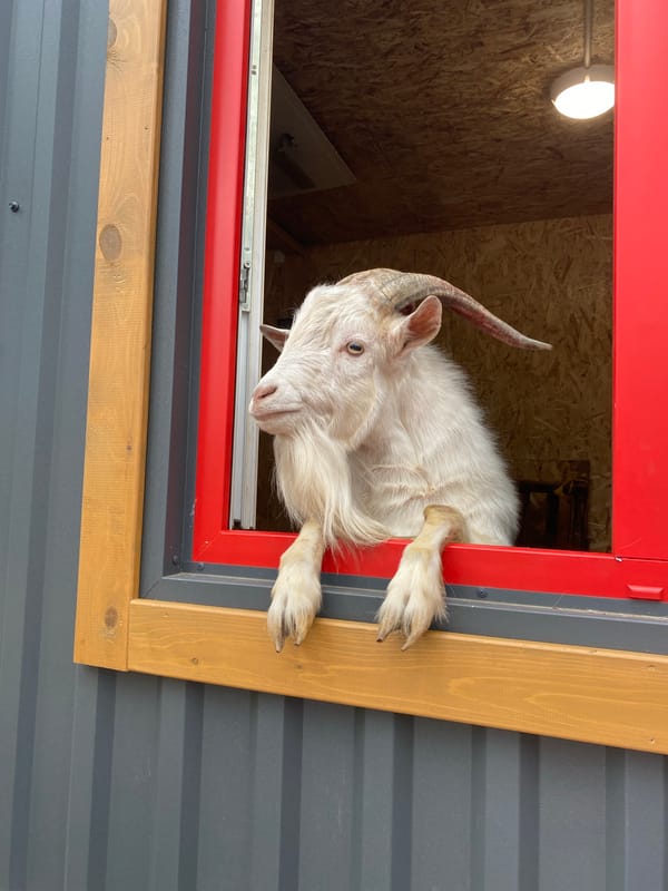 Morning petting zoo interactions documented at Tyumen eco-park