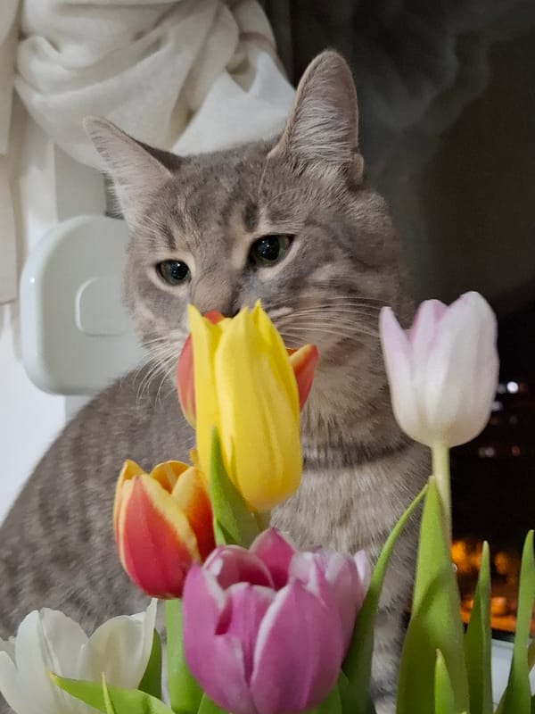 Gray tabby cat photographed at home in Novi Sad