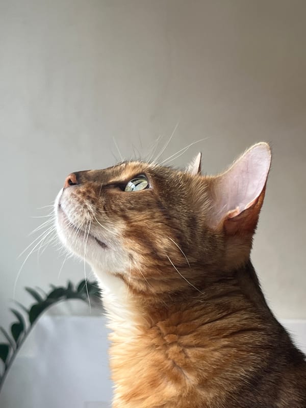 Close-up cat portraits from a Yekaterinburg home