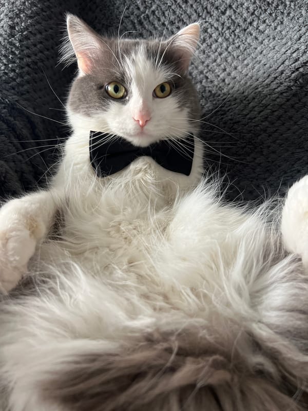 Bow-tied cat relaxes on gray surface in Kyiv