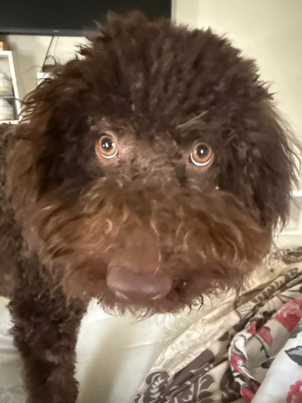 Fluffy brown dog photographed in close-up portrait