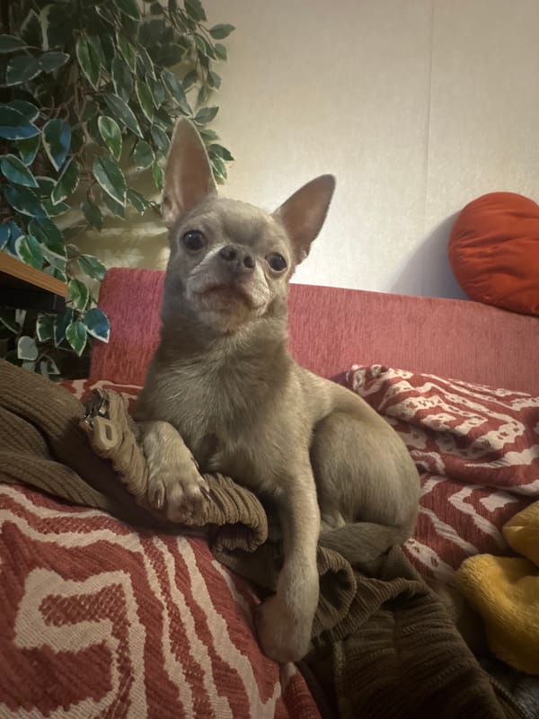 Moscow Chihuahua lounges and poses across apartment furniture