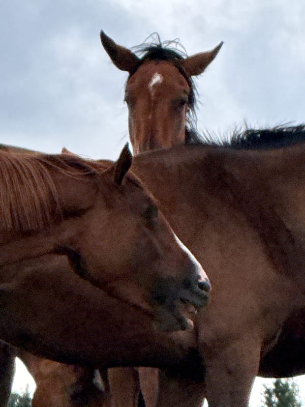 Horses grazing across open fields in rural Galinė, Lithuania