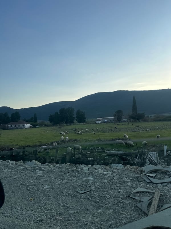 Sheep graze in rural Montenegro field near mountains