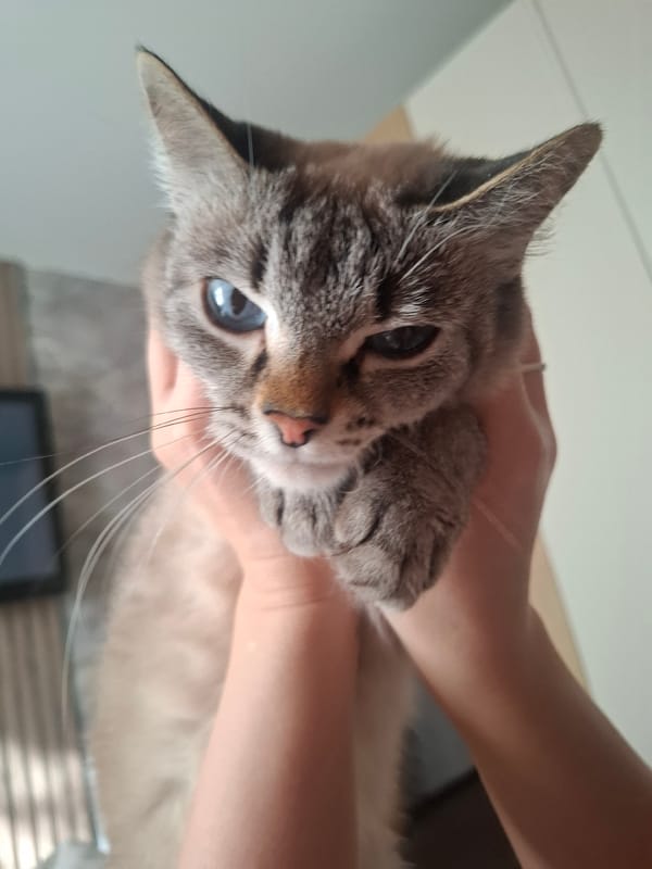 Pet interactions documented in Irkutsk home setting