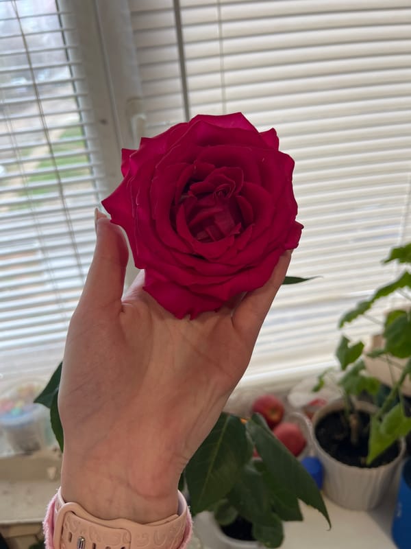 Rose and child moments captured in Votkinsk, Russia