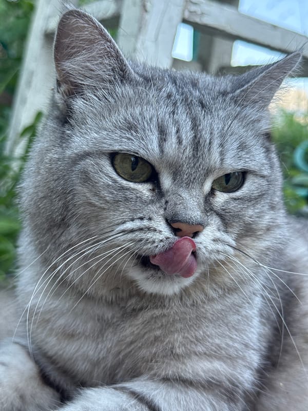 Lazy summer afternoon in Chaikovsky: cats, food, and easy moments
