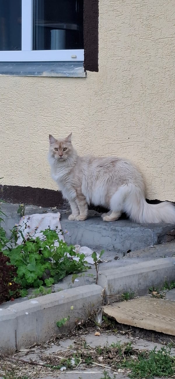 Fluffy cat hangs out on a sun-drenched stone patio