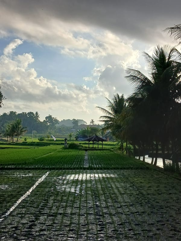 Rice fields and rural roads around Mengwi, Bali