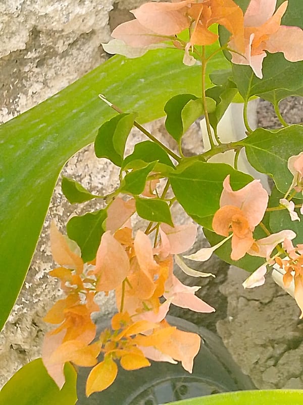 Quiet afternoon moments captured in Juan Griego, Venezuela